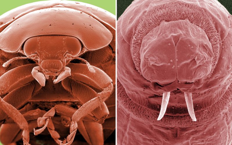 Mind-blowing pictures of creepy crawlies under electron microscope are like nothing you've seen before