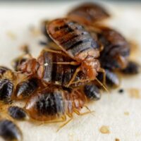 Bed Bugs Produce Potentially Dangerous Amounts of Histamine, Study Shows