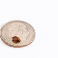 Adult bed bugs are about the size of an apple seed and typically ... - Baker City Herald