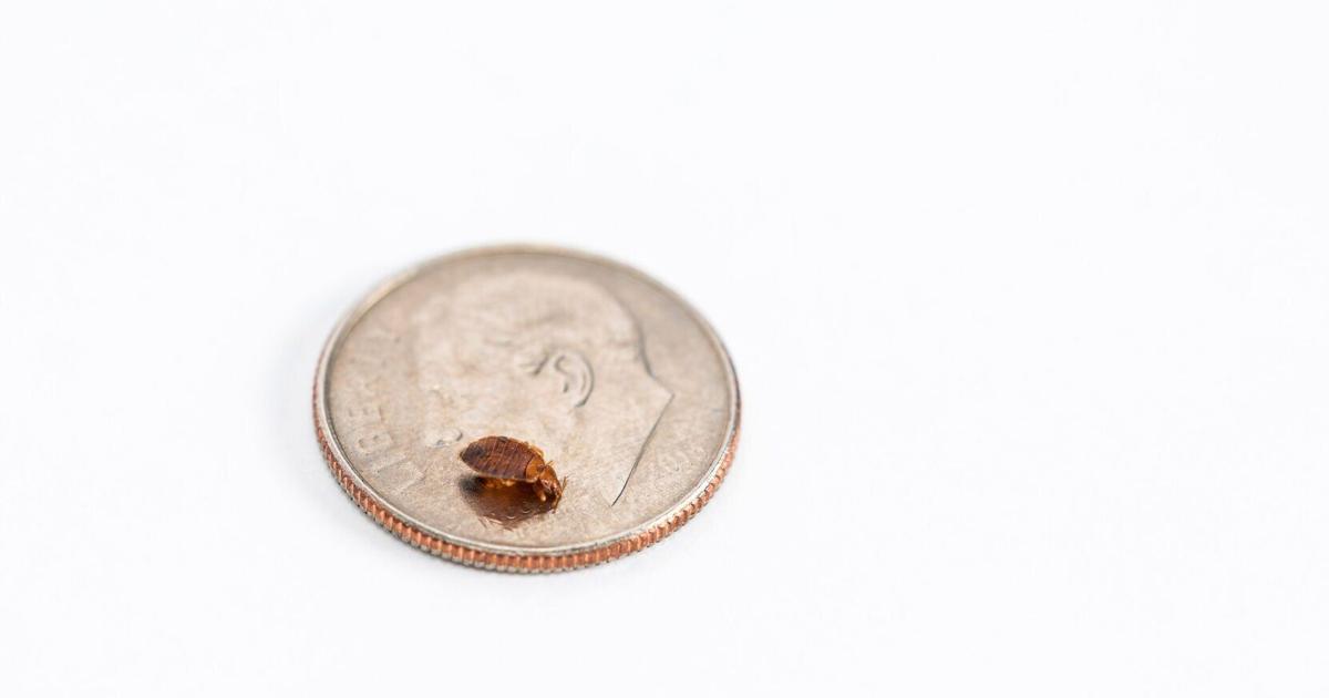 Adult bed bugs are about the size of an apple seed and typically ... - Baker City Herald