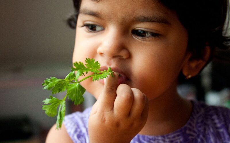 Toddler with sprig of cilantro in her mouth.