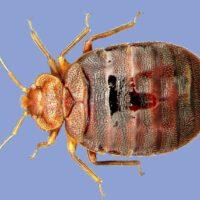 Sleep Tight: How to keep bedbugs from biting