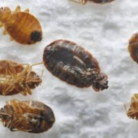 Bed bugs are all over Hamilton