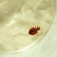 Detroit, 3 other Michigan cities ranked among worst for bed bugs