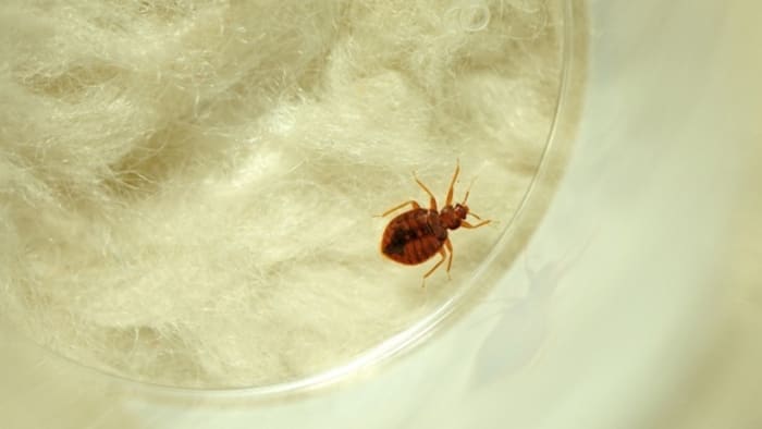 Detroit, 3 other Michigan cities ranked among worst for bed bugs