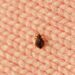 Chicago Listed as America’s Worst Bed Bug City
