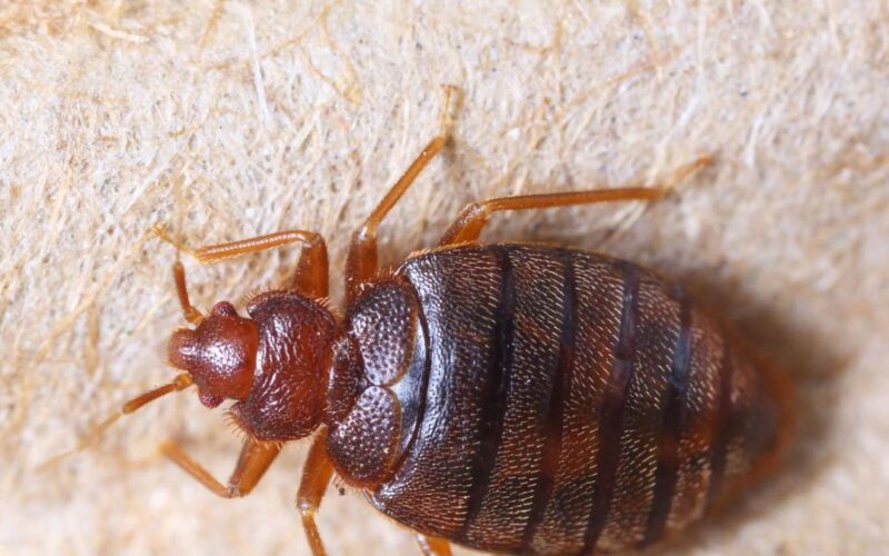 Bedbugs: A Resurgent Global Issue Impacting Health and Economy
